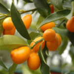 Sweet Lemon Fruit Plants