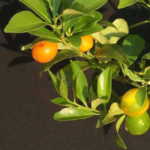 Sweet Lemon Fruit Plants Kumquat(Grafted) - & Tree