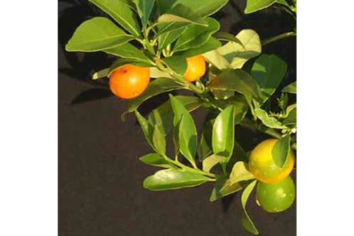 Sweet Lemon Fruit Plants Kumquat(Grafted) - & Tree