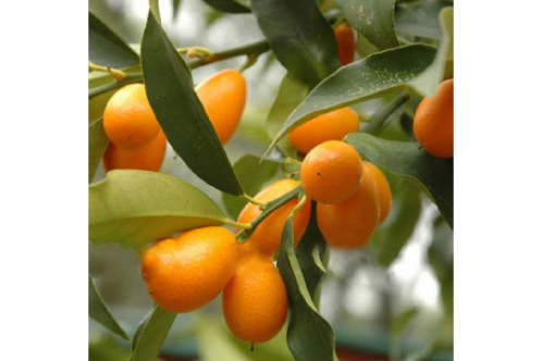 Sweet Lemon Fruit Plants