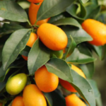 Sweet Lemon Plant / Kumquat – Fruit Plants & Tree