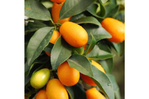 Sweet Lemon Kumquat(Grafted) - Fruit Plants & Tree