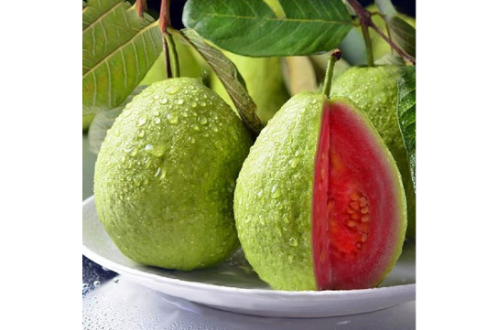 Taiwan Pink Guava Fruit Plant Tree | Pink Guava Fruit Plant