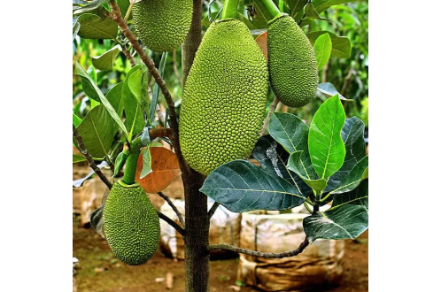 Vietnam Super Early Jackfruit – All Time Jackfruit